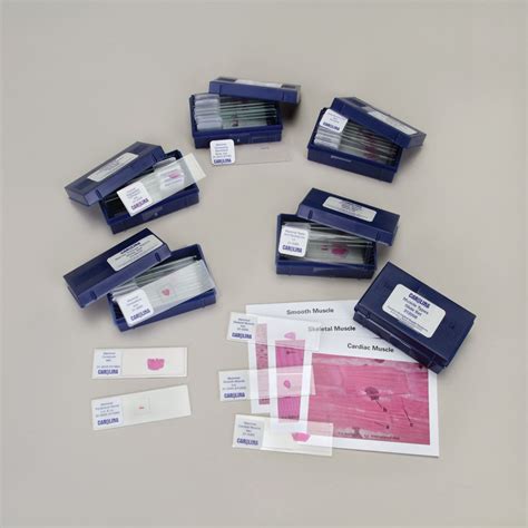 Tissue Types Slide Bundle | Carolina.com