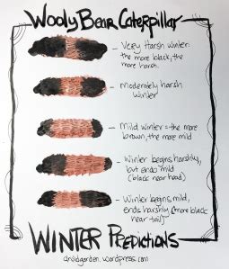 Weather Prognostication and the Wooly Bear Caterpillar | The Druid's Garden