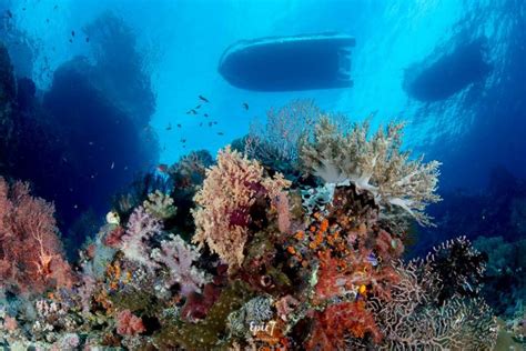 Raja Ampat Diving: The Definitive Guide - Epic7Travel.com Adventure ...