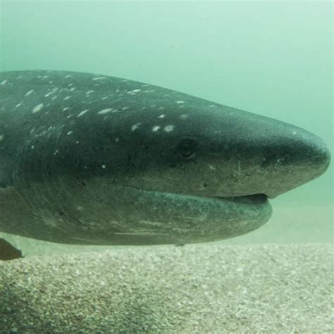 Broadnose sevengill shark - Facts, Diet, Habitat & Pictures on Animalia.bio