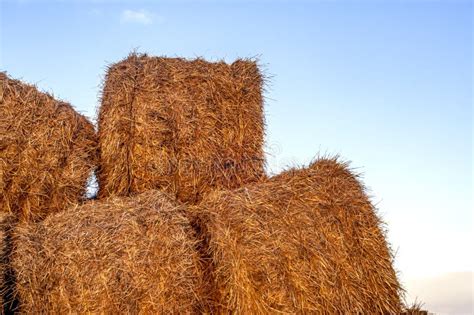 Freshly Cut Straw Bales Field Sunset Stock Photos - Free & Royalty-Free ...