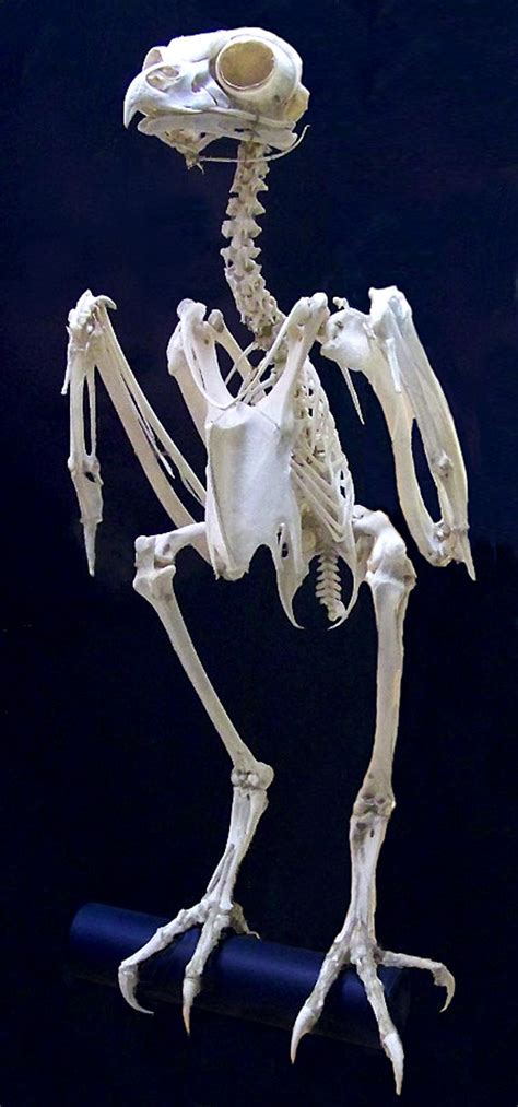 Owl Skeleton by Rhabwar-Troll-stock on DeviantArt