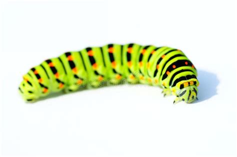 Green caterpillar stock photo. Image of plant, close, green - 6435804