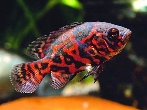 Astronotus ocellatus «Red Tiger | Oscar fish, Pet fish, Cichlid fish