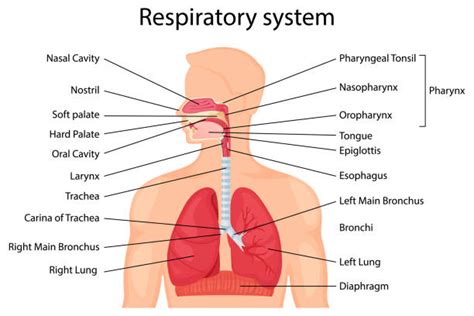 Respiratory Anatomy Diagram