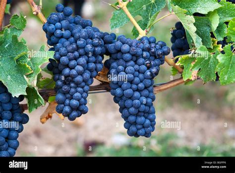 Pinot Noir Grapes Growing in a Swiss Vineyard Stock Photo - Alamy