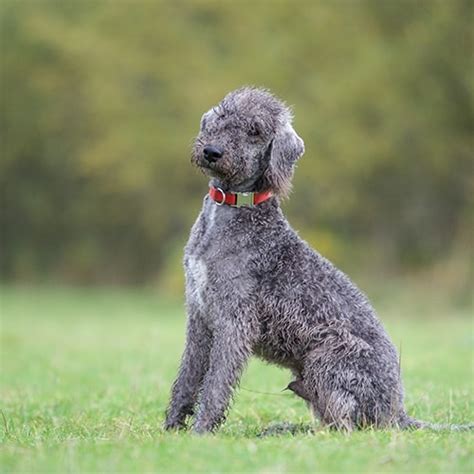 Bedlington Terrier - PDSA