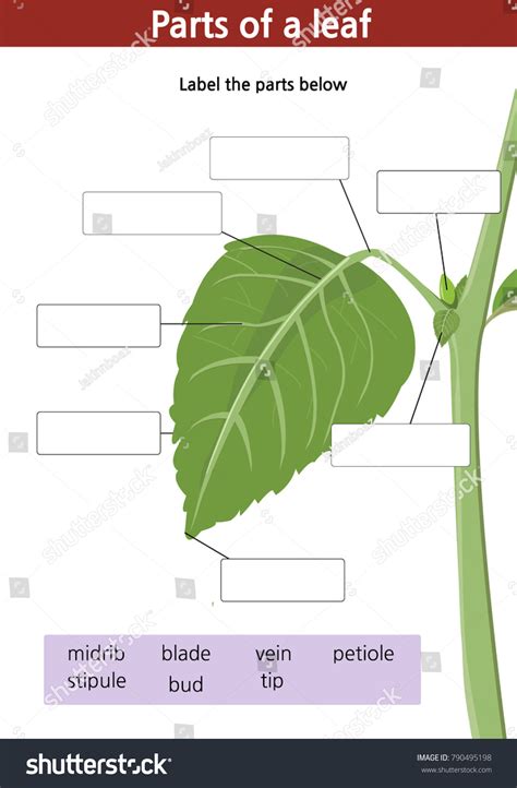 Parts Of A Leaf Worksheet