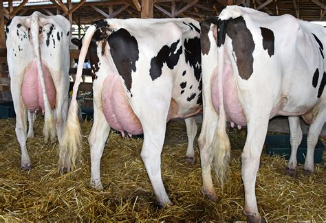 Gruczoł mlekowy u krów – objawy zapalenia i profilaktyka - agrofakt.pl