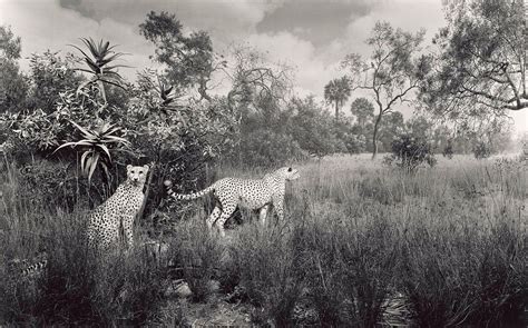 hiroshi sugimoto dioramas - Buscar con Google | Hiroshi sugimoto, Diorama, Art