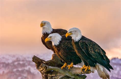 Bald Eagle Population By State: 2023 Statistics [Data]