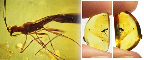 Ancient Resource: Authentic Prehistoric Insects in Fossilized Amber for Sale