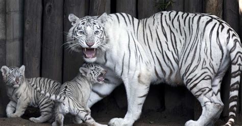 Filhotes de tigre-de-bengala viram sensação em zoo de Buenos Aires