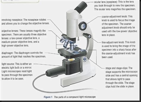 Compound Light Microscope Drawing at PaintingValley.com | Explore ...