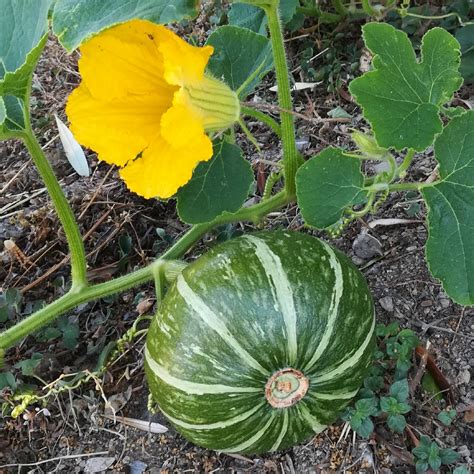 Cucurbita Maxima 'Delica' F1, Pumpkin 'Delica' F1 in GardenTags plant encyclopedia