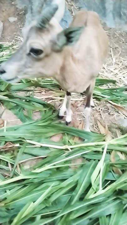 Lily (a female Urial)#best #viral #shorts #wildlife #nature #conservation #no1 - YouTube