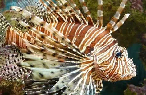 Lionfish - Description, Habitat, Image, Diet, and Interesting Facts