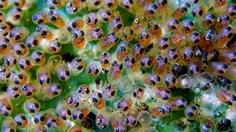 Clownfish Eggs