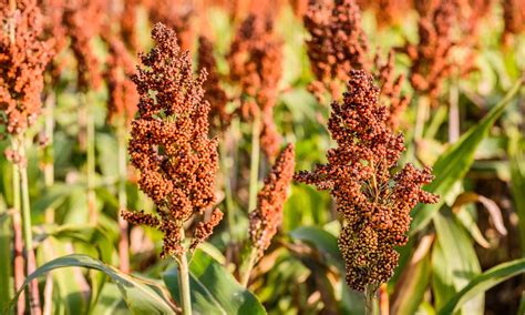 Millet and Sorghum are Climate-Smart Grains for Farmers in Chad – Food Tank