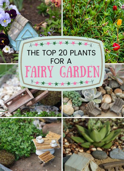 35 Best Fairy Garden Plants (& I've tried A LOT of plants!) | Fairy Garden DIY