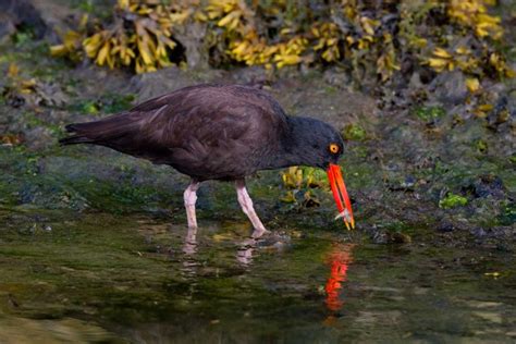 Kodiak Wildlife Viewing | Kodiak Wildlife Cruises | Galley Gourmet