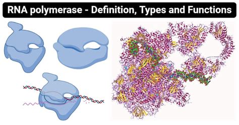 RNA polymerase- Definition, Types and Functions (2022)