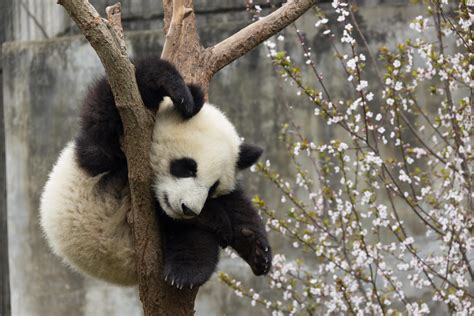 Rough night....Baby panda sleeping it off in a tree : r/aww