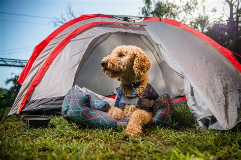 25 Dog-Friendly Campsites in Australia | Australian Dog Lover