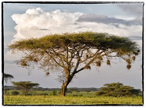 Show us your Acacia thorn trees. - Your Africa images - Safaritalk