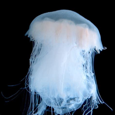 Dwarf Lions Mane (Ghost Jellyfish) | UK Jellyfish