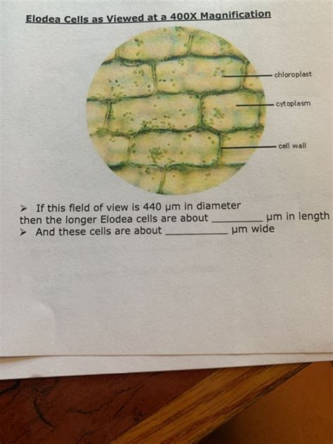 Elodea 400X Nucleus