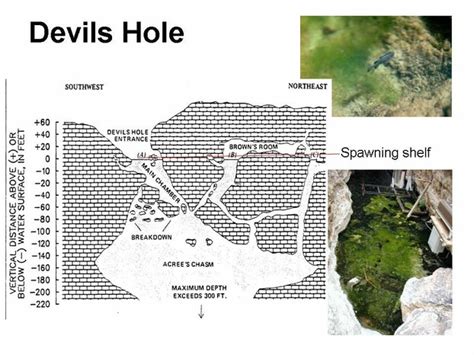 Devil's Hole – Amargosa Valley, Nevada - Atlas Obscura