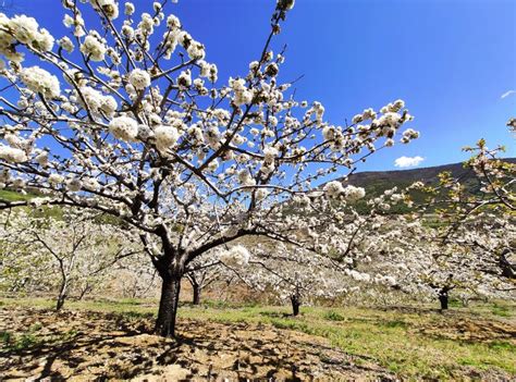 Cherry Blossom in El Jerte Valley, Near Tornavacas Village, Caceres Province, Extremadura, Spain ...