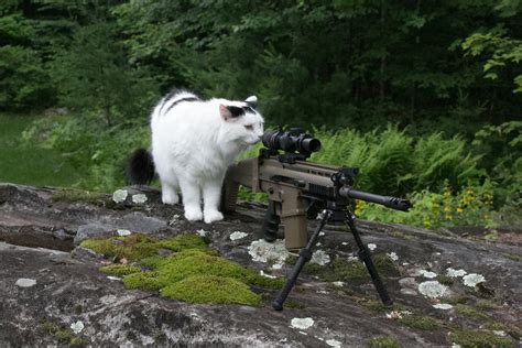 IRTI - funny picture #6900 - tags: cat sniper sniper rifle snipe scope