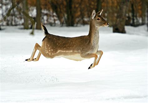 24 Photos of Truly Adorable Animals in Snow | FREEYORK