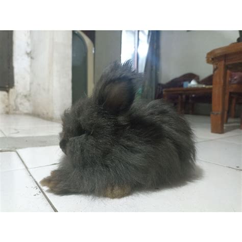 Jual Kelinci English Angora | Shopee Indonesia