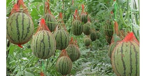 Growing Watermelons In Zimbabwe at Eileen Clover blog