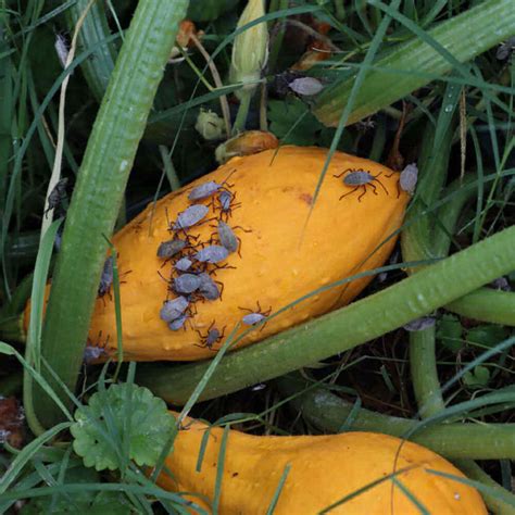 Control Squash Bugs 12 ways - How to Kill Squash Bugs