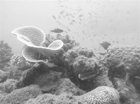 ASSESSING THE STATUS OF ENDANGERED CORAL REEFS | Edge Davao