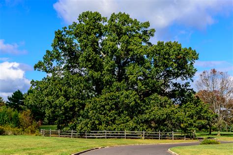 Majestic giant black oak tree