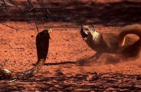 Mongoose confronts cobra. ps. the moongoose wins. | King cobra snake ...