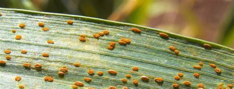 Wheat leaf diseases – The Andersons