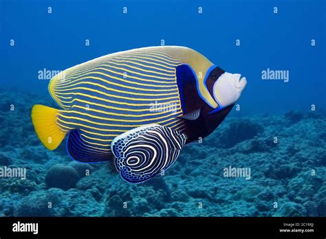 Adult & juvenile emperor angelfish - Pomacanthus imperator [Digitally manipulated] Stock Photo ...