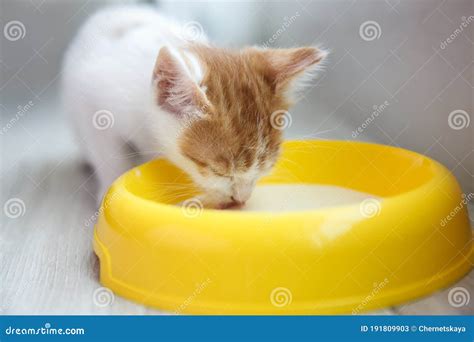 Cute Little Kitten Drinking Milk from Bowl, Closeup. Baby Animal Stock Image - Image of bowl ...