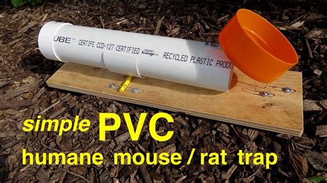 How to make a simple PVC HUMANE RAT/MOUSE TRAP - YouTube