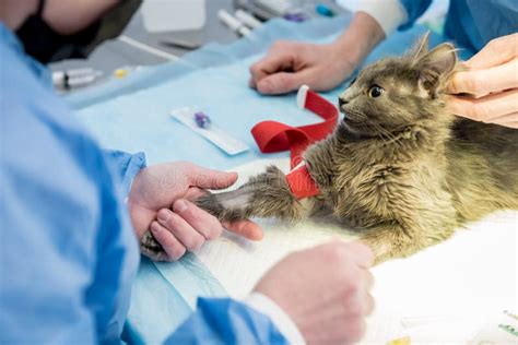 Veterinary Surgeon is Preparing Cat for Neutering Surgery. Stock Photo ...