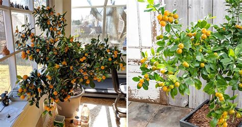 How to Grow Calamansi