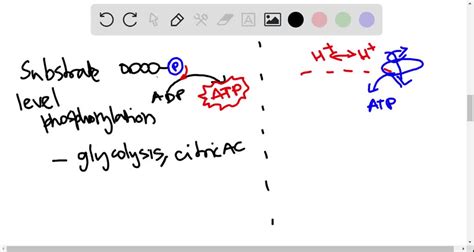 SOLVED:On a photocopy of the structure of malate dehydrogenase in Fig. 4.38( b), sketch in the ...