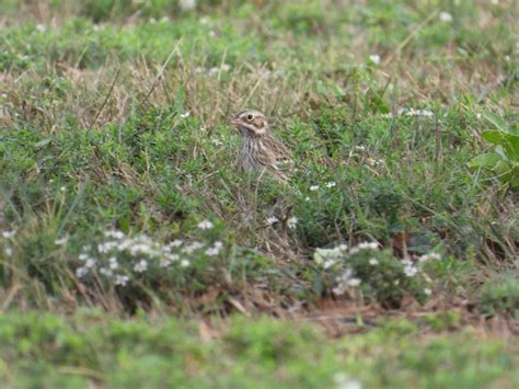 Vesper Sparrow - Project-Nature