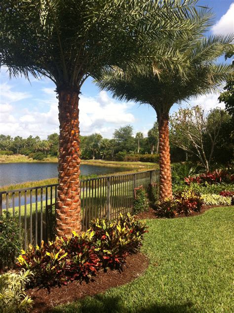 #palm tree garden ideas front yards tropical plants | Palm trees landscaping, Front yard ...